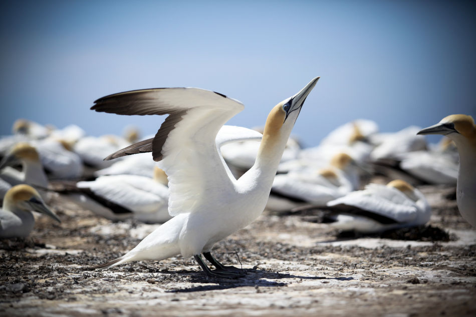 Gannet Bikes, Cape Kidnappers, Hawke's Bay, New Zealand