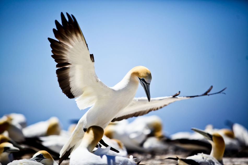 Gannet Bikes, Cape Kidnappers, Hawke's Bay, New Zealand