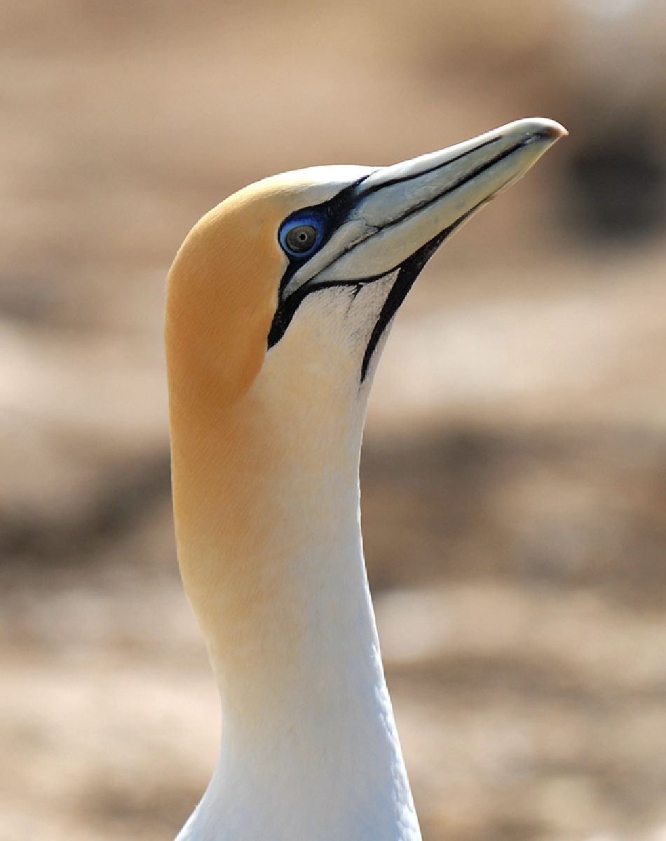 Gannet Bikes, Cape Kidnappers, Hawke's Bay, New Zealand