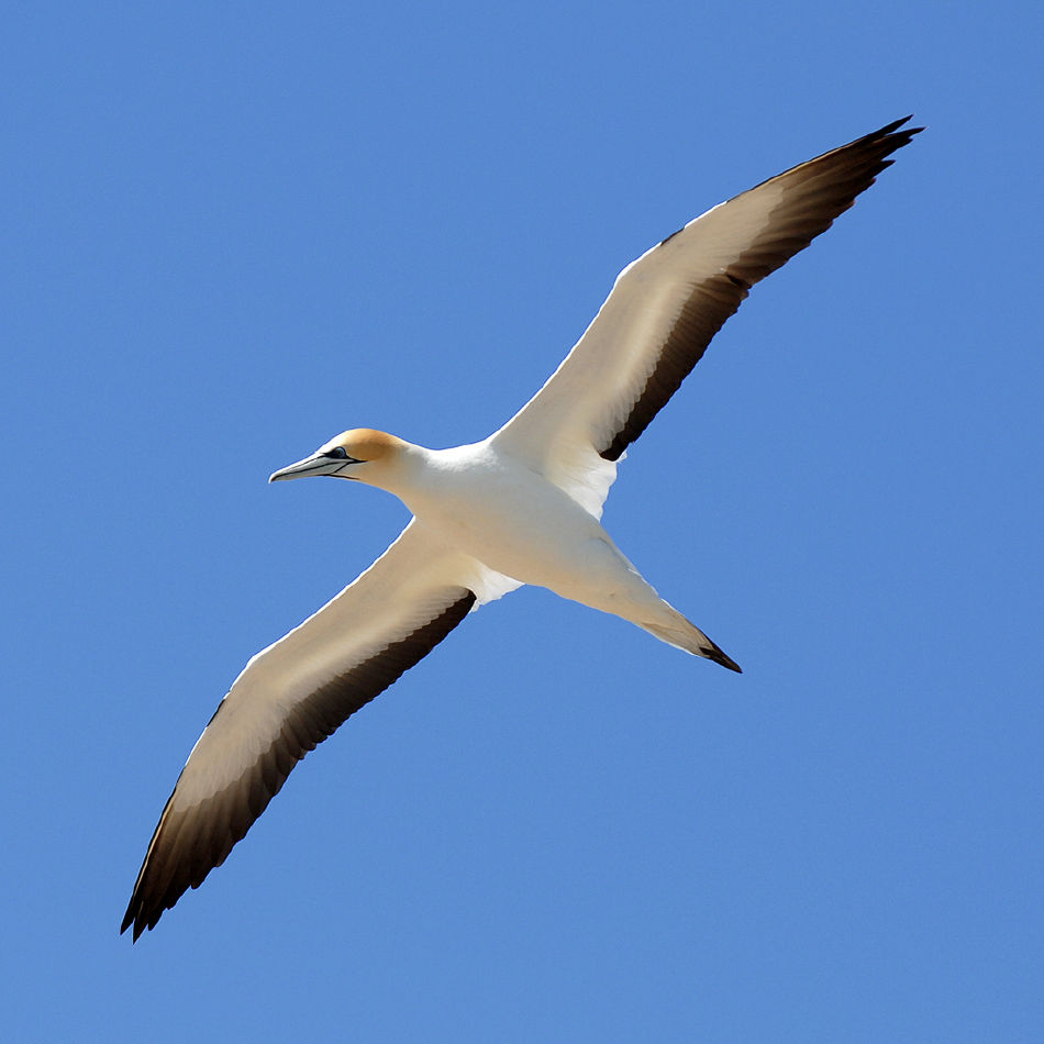 Gannet Bikes, Cape Kidnappers, Hawke's Bay, New Zealand