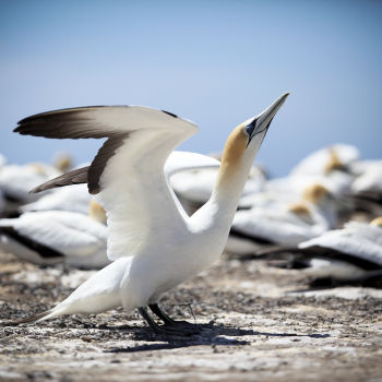 Gannet Bikes, Cape Kidnappers, Hawke's Bay, New Zealand