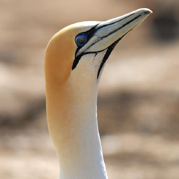 Gannet Bikes, Cape Kidnappers, Hawke's Bay, New Zealand